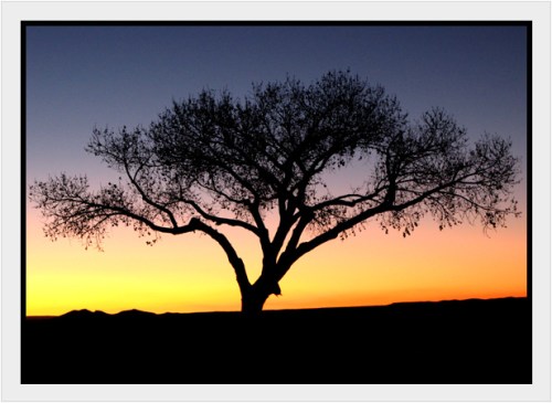 Tree at Sunset