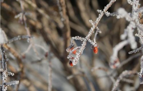 Winter Berries
