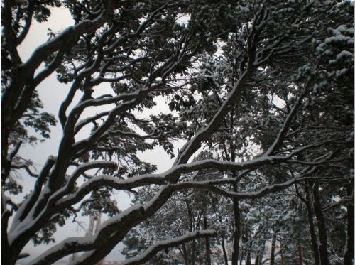 Song of an Old Pinion