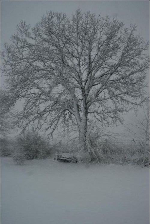 Winter in March, Sonja Bingen
