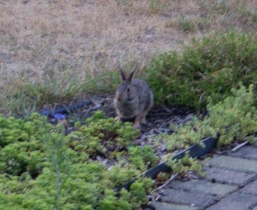 bunny in the garden1