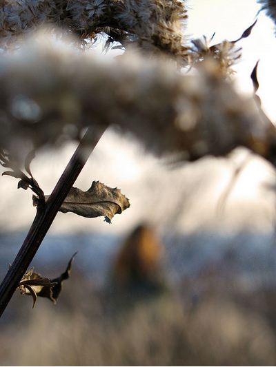 Dried Leaves and Horizon November 1, 2008
