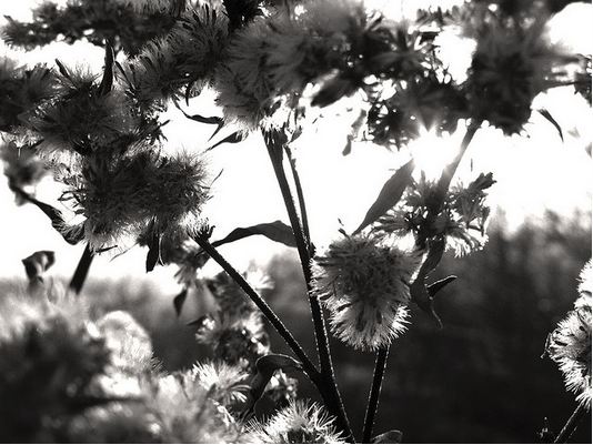 Backlight November 1 2008