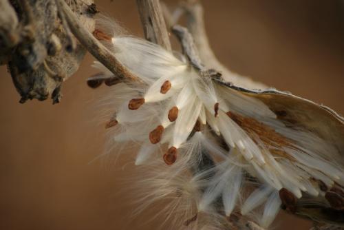 Milkweed Pod