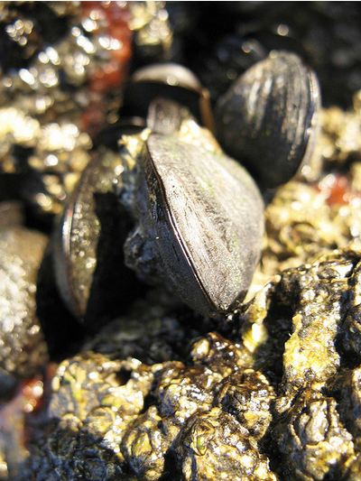 Mussles 3 November 12, 2007