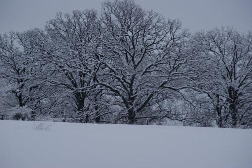 Winter of the Oaks