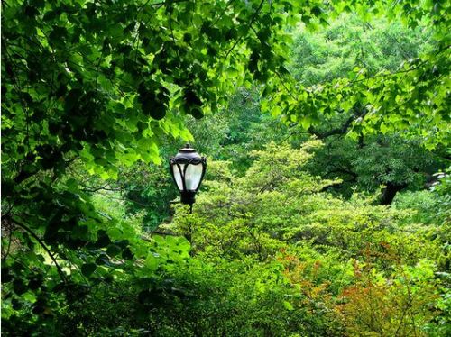 Lamp Post July 25, 2008