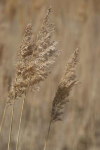 Dried Grasses