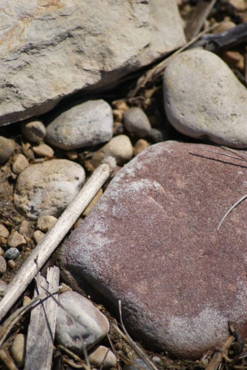 Nature's Arrangement