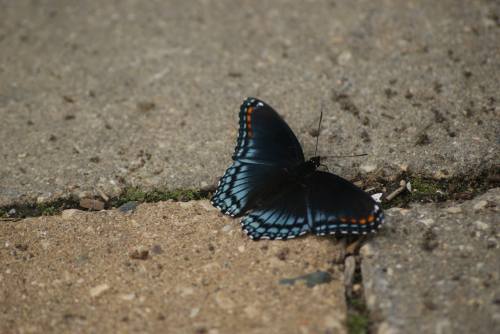 Sidewalk Butterfly