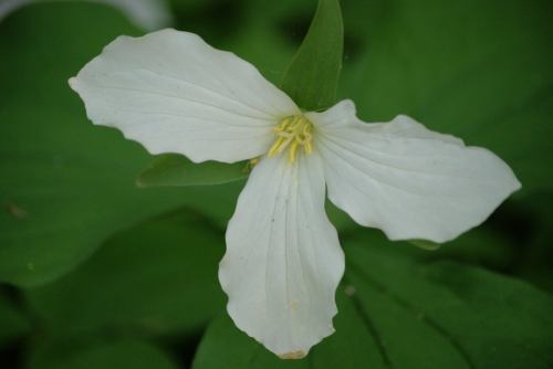 Trillium on the Bay