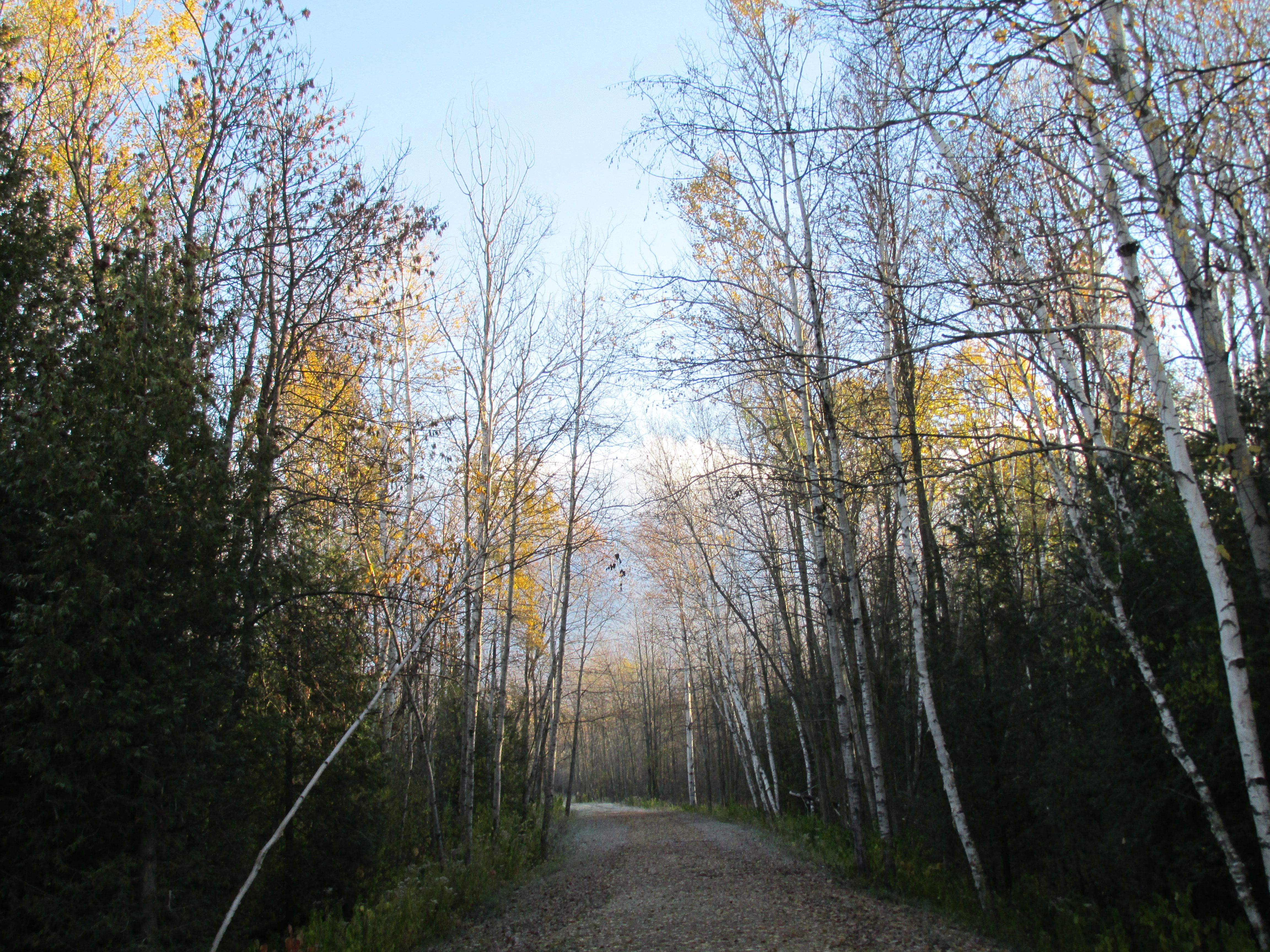 Trail in Late Fall