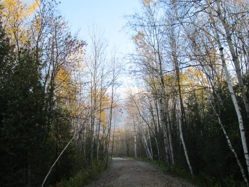 Trail in Late Fall