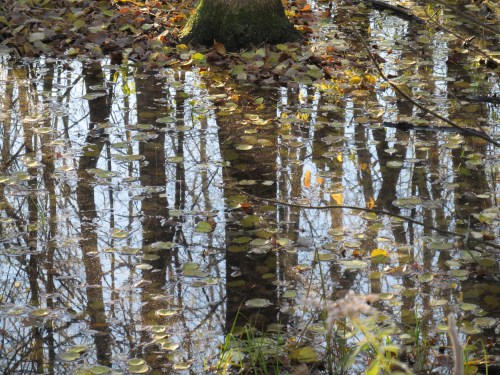 a photograph by Sonja Bingen