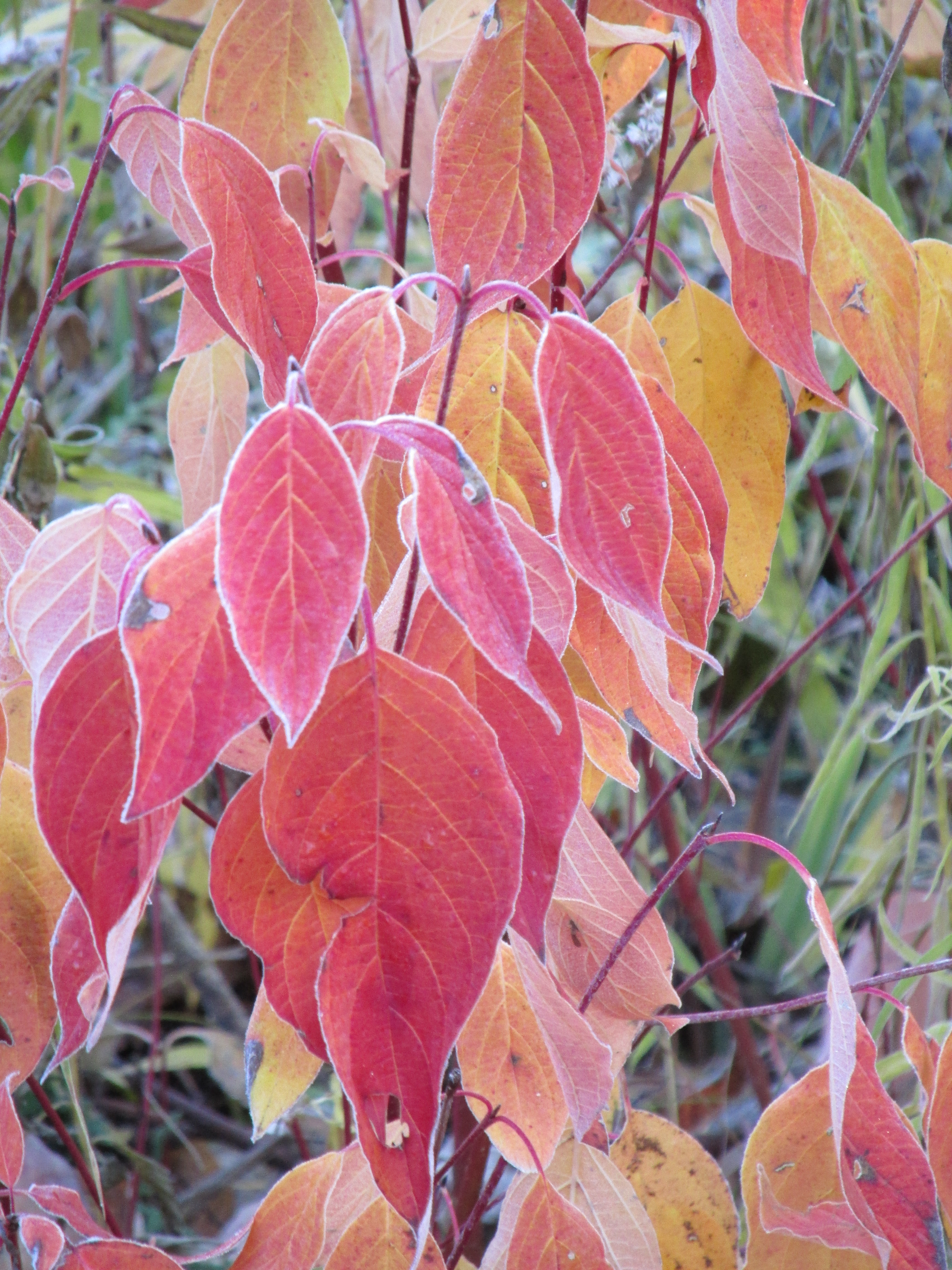 Fall Leaves and Frost