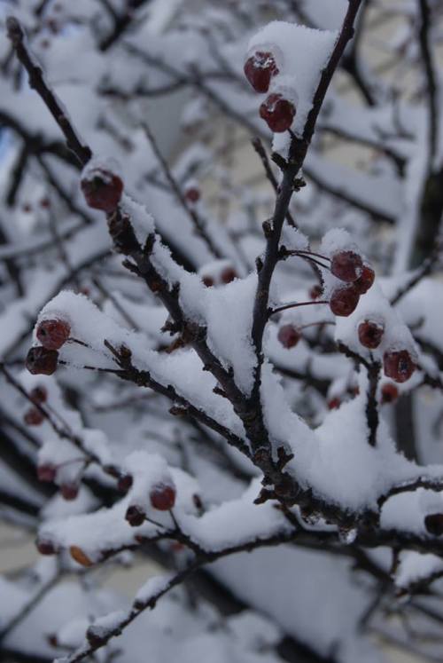 Christmas branch with berries