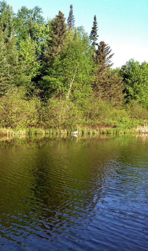 In the Land of the Cranes