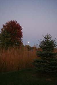 moon and trees