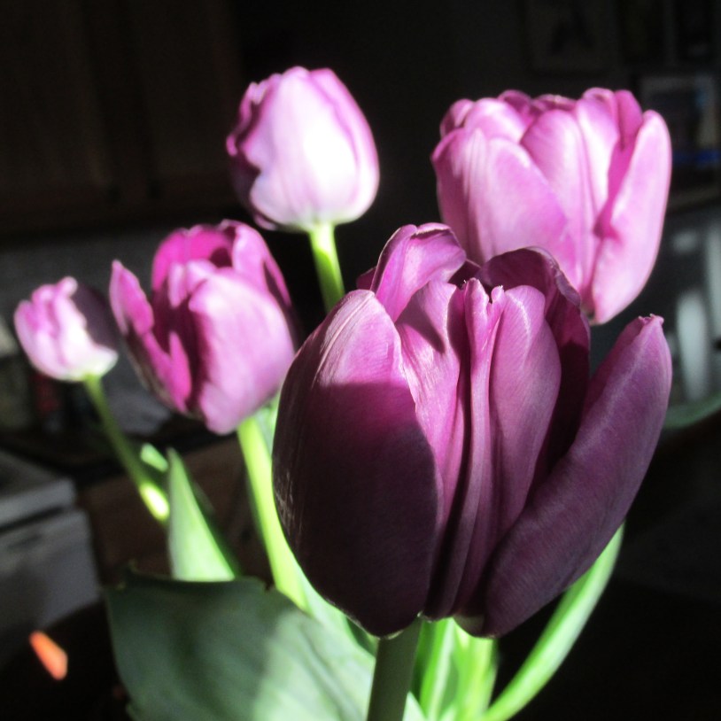 tulips 005