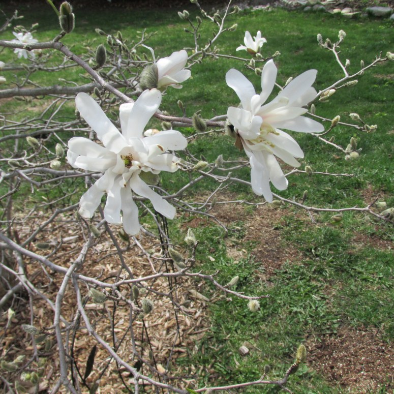 magnolia spring