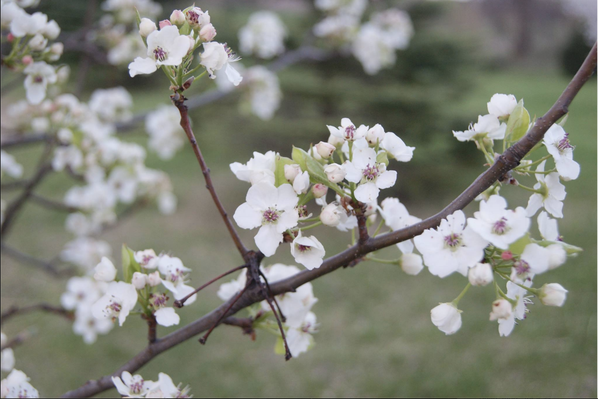 Screen Shot 2016-04-24 at 8.45.58 AM