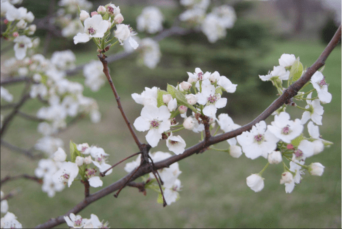 Screen Shot 2016-04-24 at 8.45.58 AM