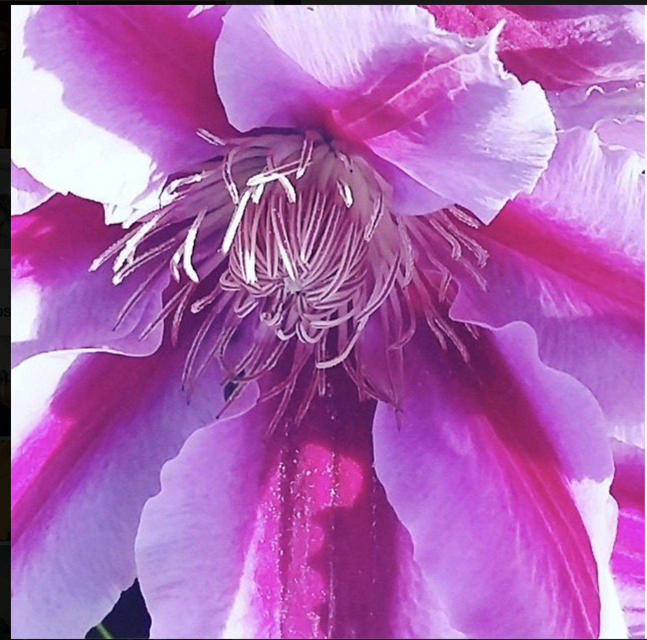 Screen Shot 2016-06-08 at 4.09.12 PM