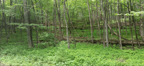 Screen Shot 2016-08-02 at 12.19.14 PM.png