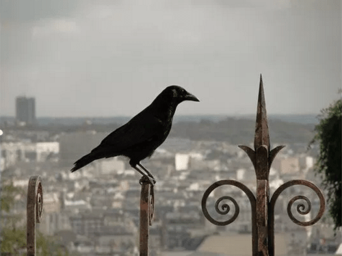 crow-near-sacre-cour