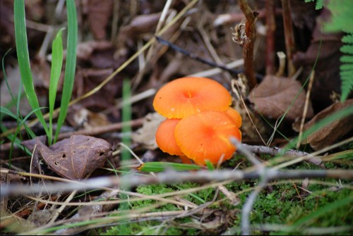 Orange mushrooms