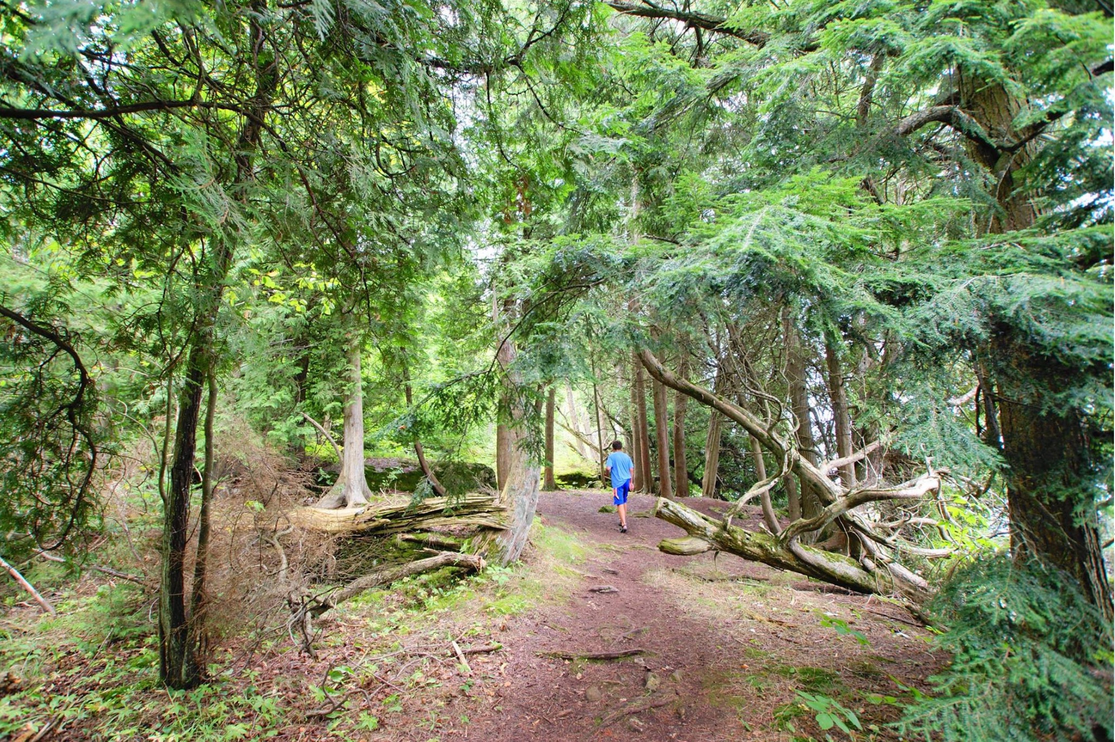 Into the Forest primeval