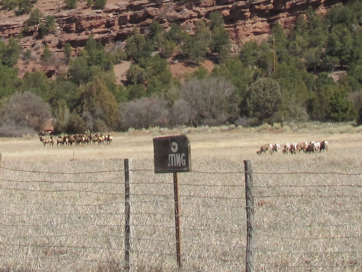 Elk and Mountain Sheep 2