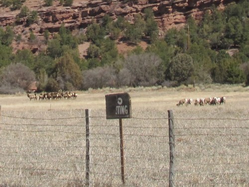 Elk and Mountain Sheep 2
