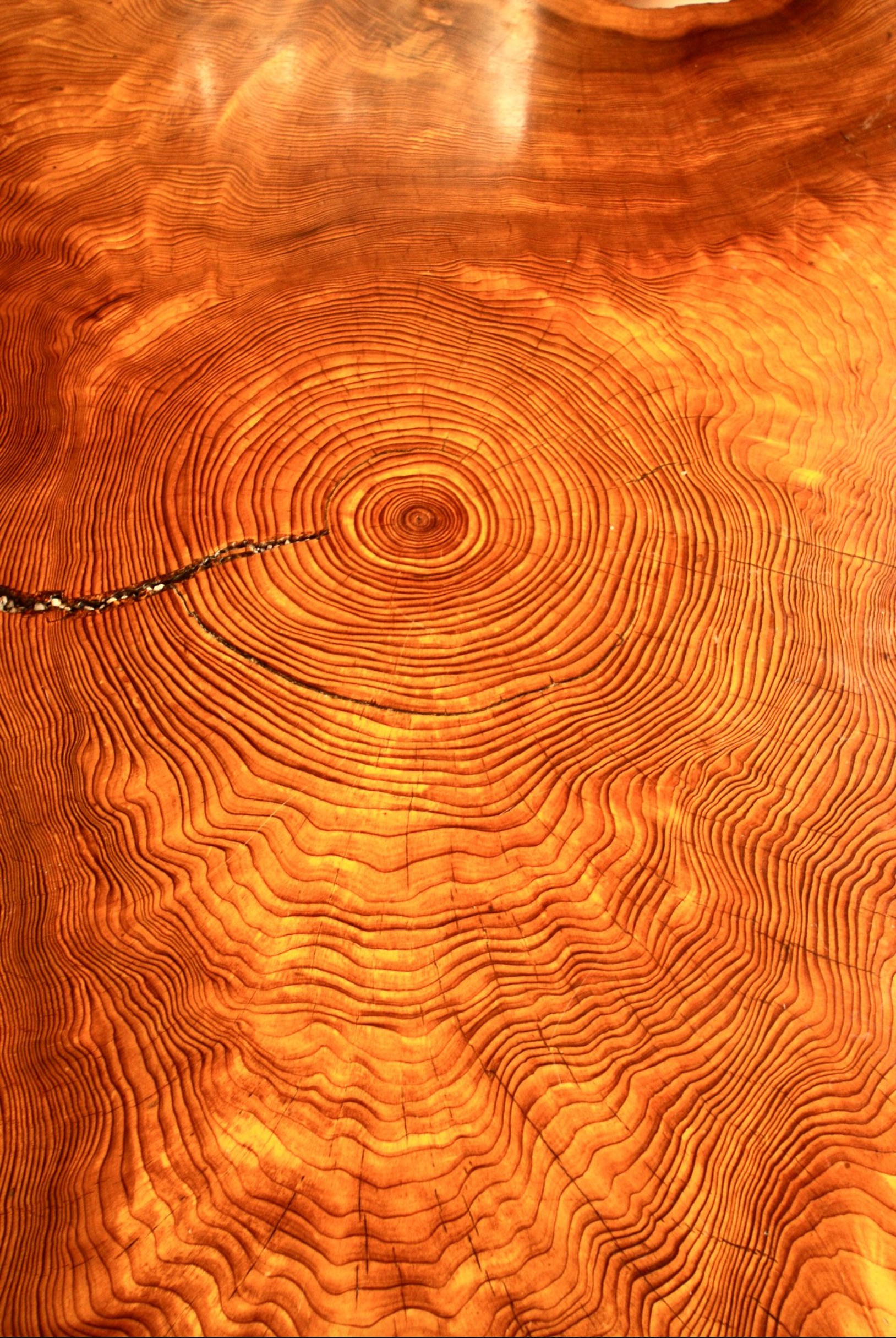 Tree rings