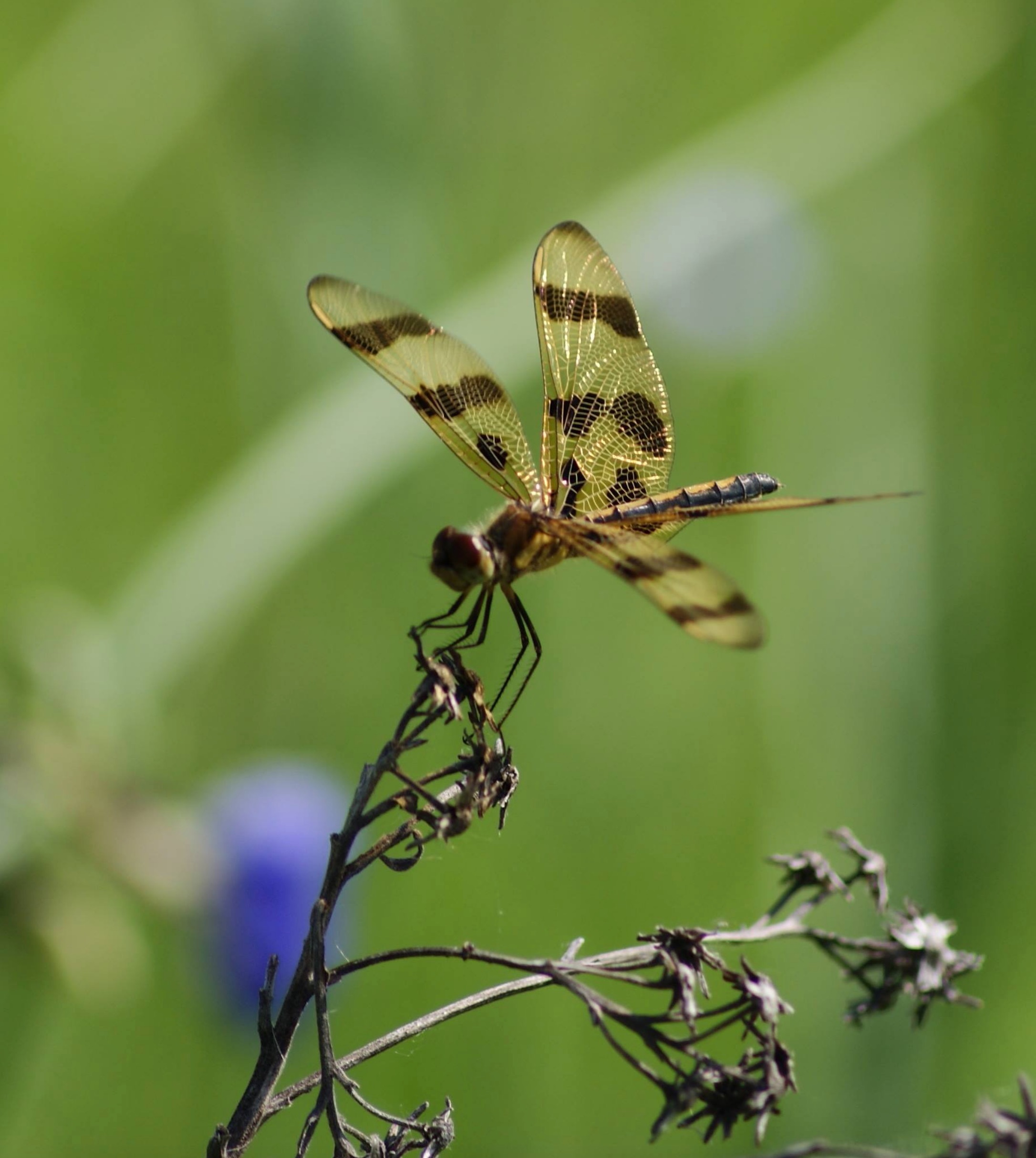 Dragonfly summer