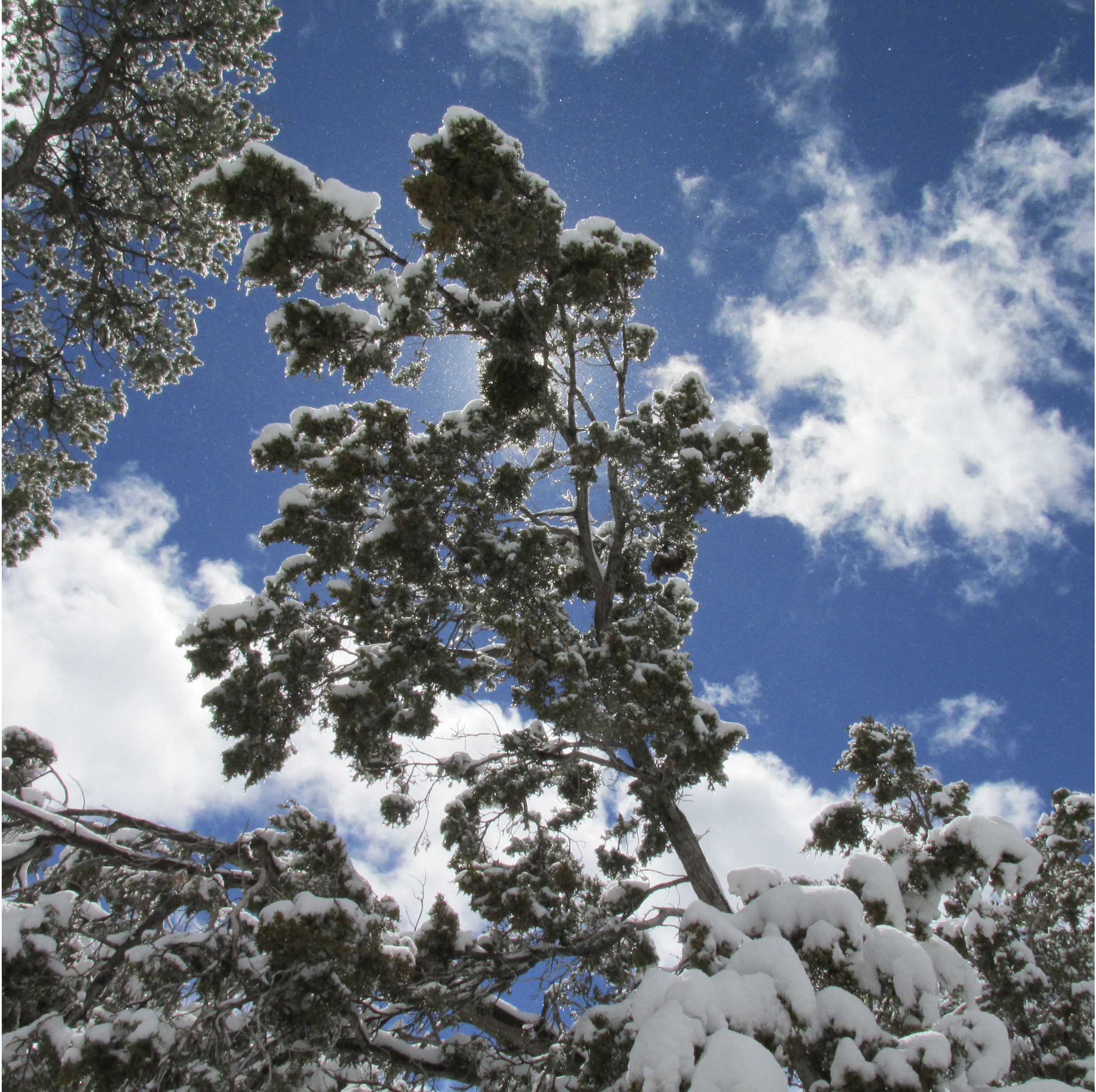 Screen Shot 2019-03-22 at 4.43.39 PM